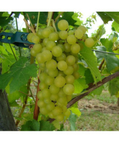 Grape Vine Johanniter