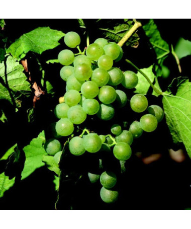 Grape Vine 'Iza Zaliwska'