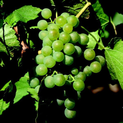 Grape Vine 'Iza Zaliwska'