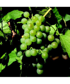 Grape Vine 'Iza Zaliwska'
