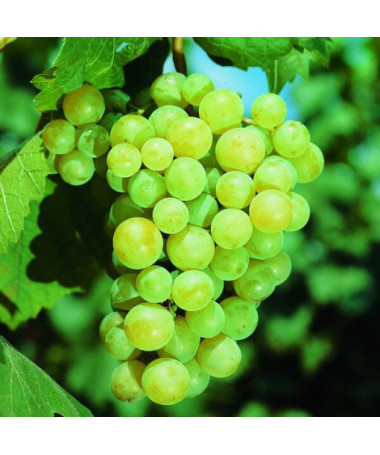 Grape Vine 'Iza Zaliwska'