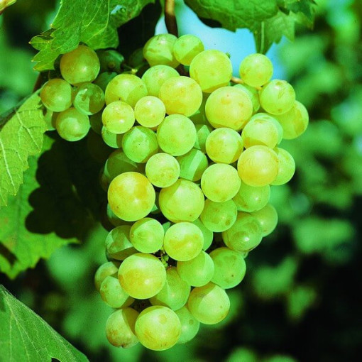Grape Vine 'Iza Zaliwska'