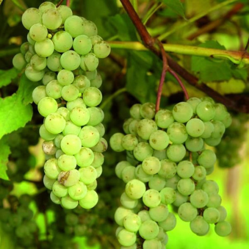 Seedless Grapevine 'Interlaken' P9/C1