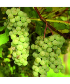 Seedless Grapevine 'Interlaken' P9/C1