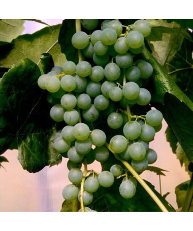 Seedless Grapevine 'Himrod' P9/C1