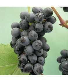 Grapevine 'Golubok' P9/C1