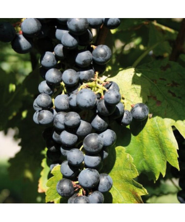 Grapevine 'Golubok' P9/C1