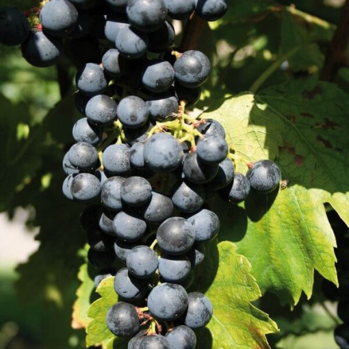 Grapevine 'Golubok' P9/C1