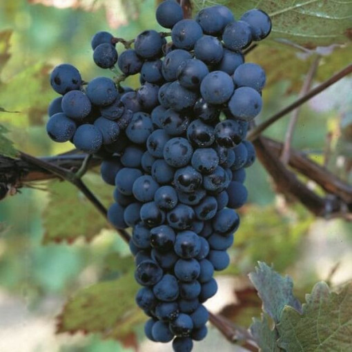 Grapevine 'Golubok' P9/C1