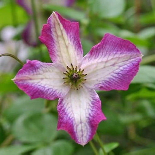 Clematis MINUET (viticella) pot. 4L