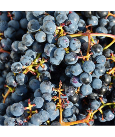 Grape Vine ‘Frontenac'