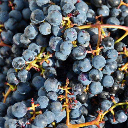 Grape Vine ‘Frontenac'