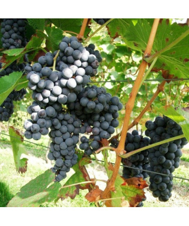 Grapevine 'Fredonia' P9/C1