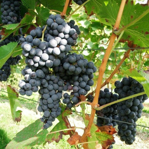 Grapevine 'Fredonia' P9/C1