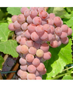 Seedless Grapevine 'Einset Seedless' P9/C1