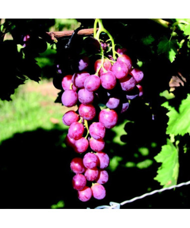 Grape Vine 'Pink Chrupka'