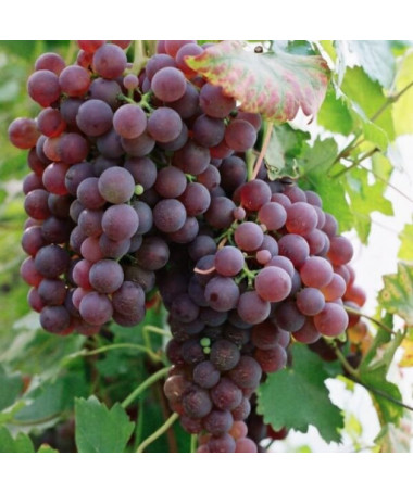 Grape Vine 'Pink Chrupka'