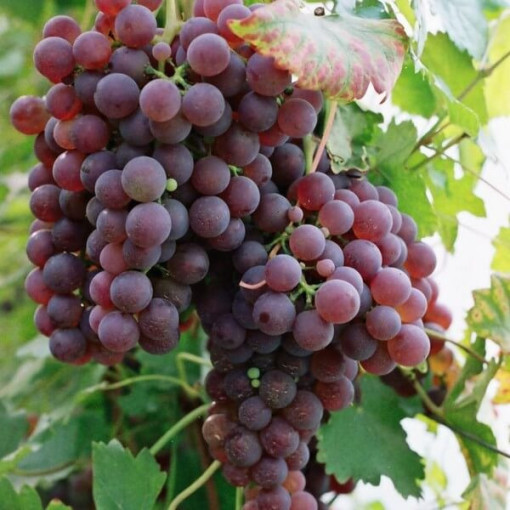 Grape Vine 'Pink Chrupka'