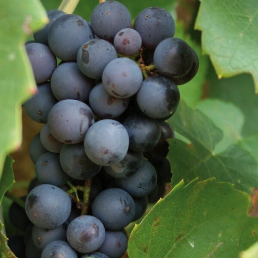 Grapevine 'Cascade' P9/C1