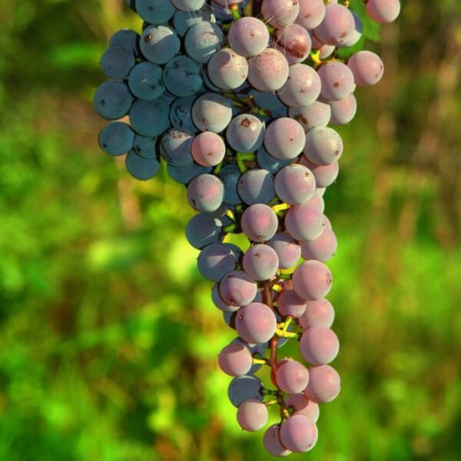 Grape Vine 'Canadice' SEEDLESS