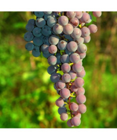 Grape Vine 'Canadice' SEEDLESS