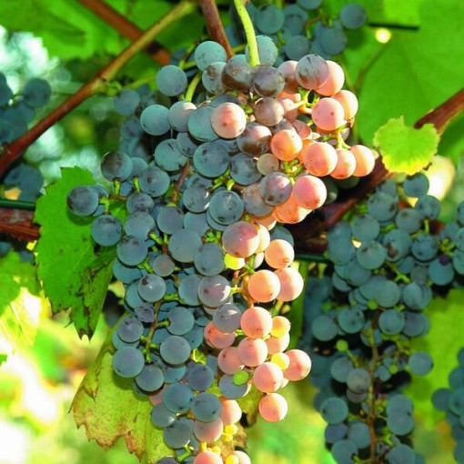 Grape Vine 'Canadice' SEEDLESS
