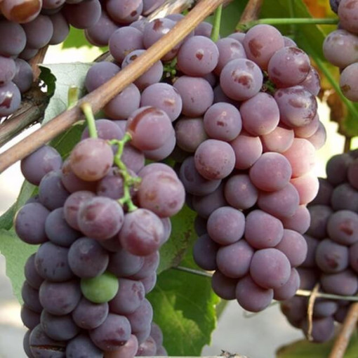 Grape Vine 'Canadice' SEEDLESS