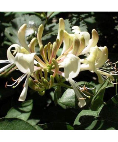 Pomorskie Honeysuckle FRAGRANT pot, 4L