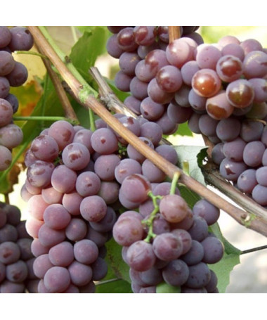 Grape Vine 'Cabernet Franc' 2l