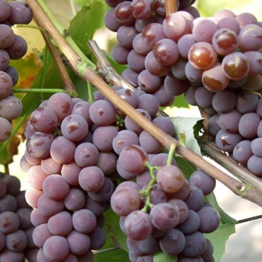 Grapevine 'Cabernet Franc' P9/C1