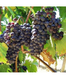 Grapevine 'Boskoop Glory' P9/C1