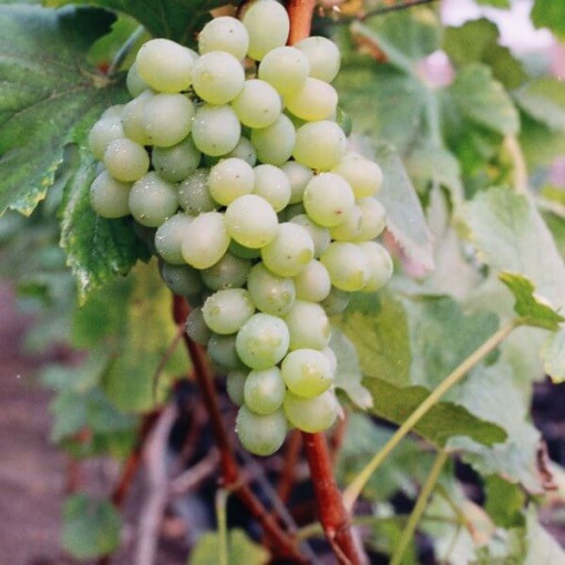 Grape Vine 'Bianca'