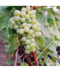 Grape Vine 'Bianca'