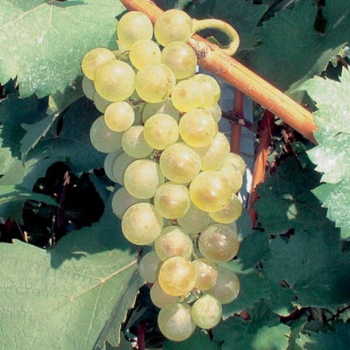 Grape Vine 'Aurora'