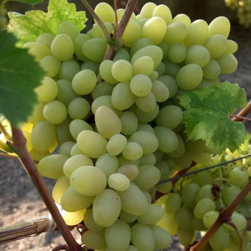 Grape Vine 'Arkadia' P9/C1