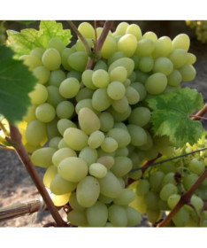 Grape Vine 'Arkadia' P9/C1