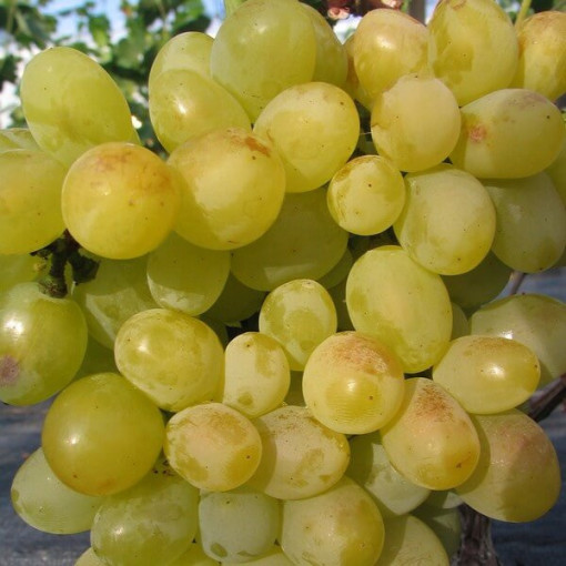 Grape Vine 'Arkadia' P9/C1