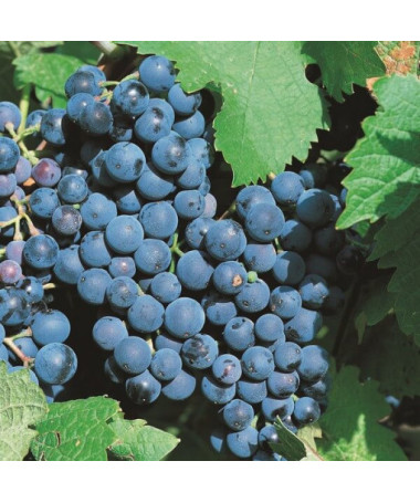 Grapevine 'Alwood' P9/C1