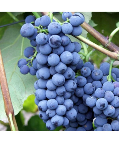 Grapevine 'Alwood' P9/C1