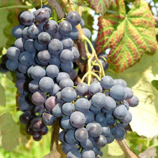 Grapevine 'Alden' P9/C1