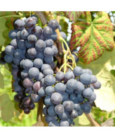 Grapevine 'Alden' P9/C1