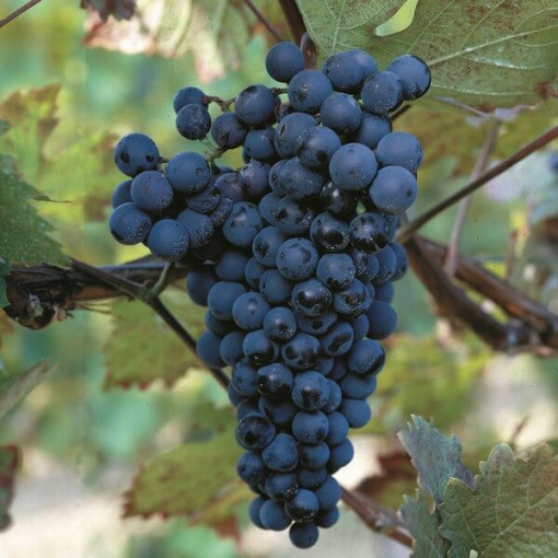 Grapevine 'Alden' P9/C1