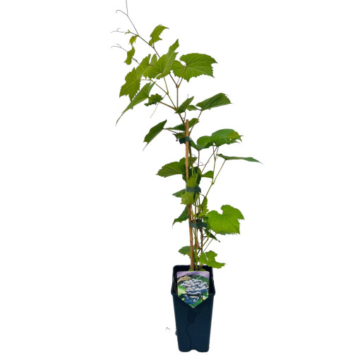 Grape Vine 'Agat Donskiy' P9/C1