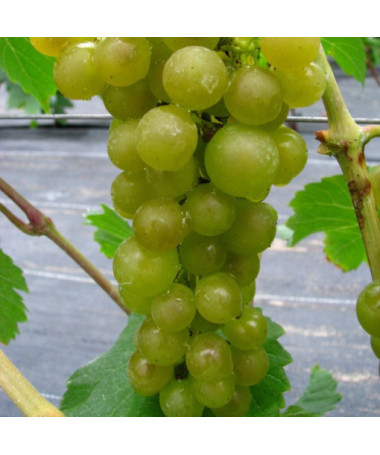 Grape Vine 'Adalmiina'