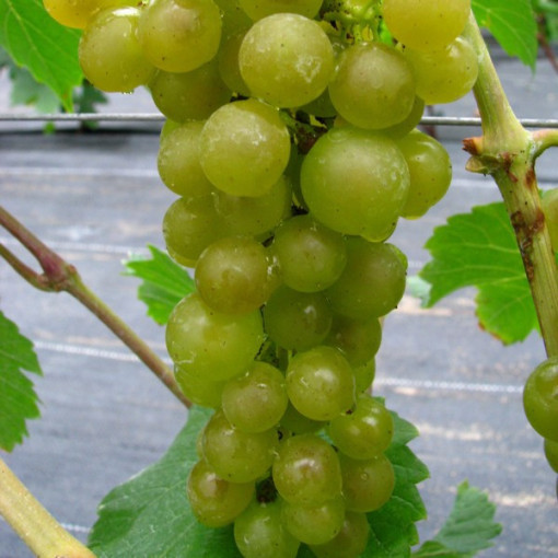 Grape Vine 'Adalmiina'