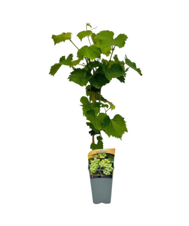 Grape Vine 'Adalmiina'
