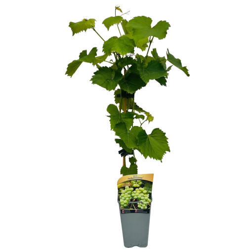 Grape Vine 'Adalmiina'