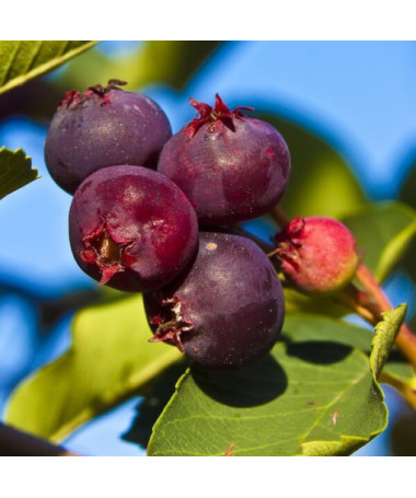 Juneberry / Serviceberry (Amelanchier lamarckii) P9/C1