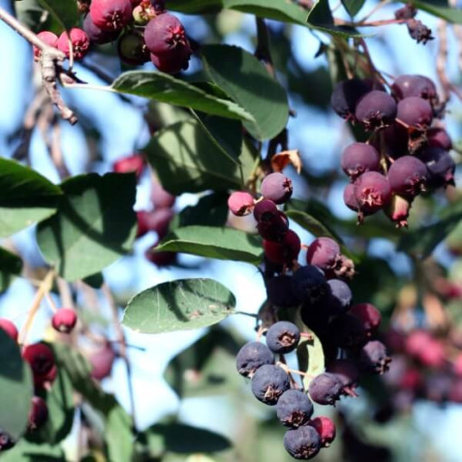 Juneberry / Serviceberry (Amelanchier lamarckii) P9/C1