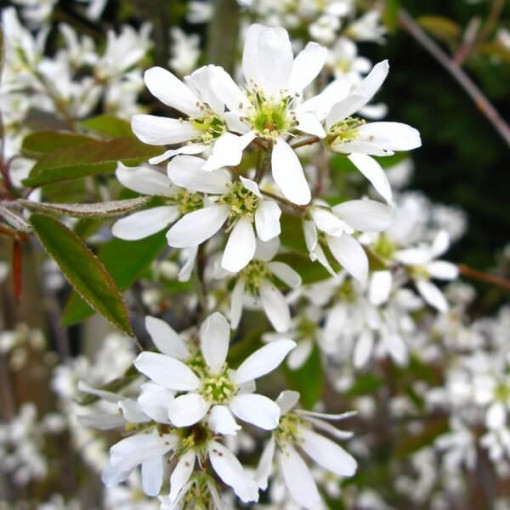 Juneberry / Serviceberry (Amelanchier lamarckii) P9/C1